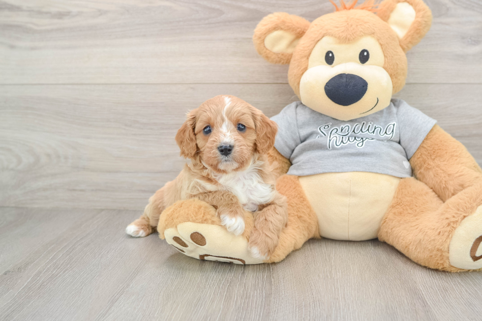 Cavapoo Puppy for Adoption