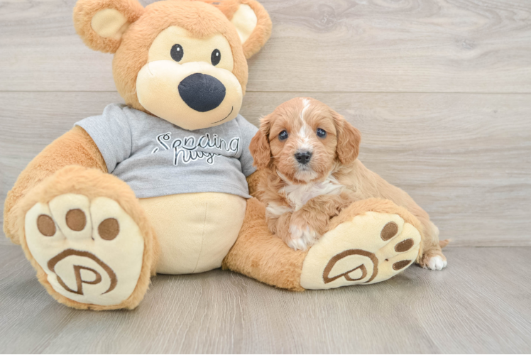 Cavapoo Puppy for Adoption
