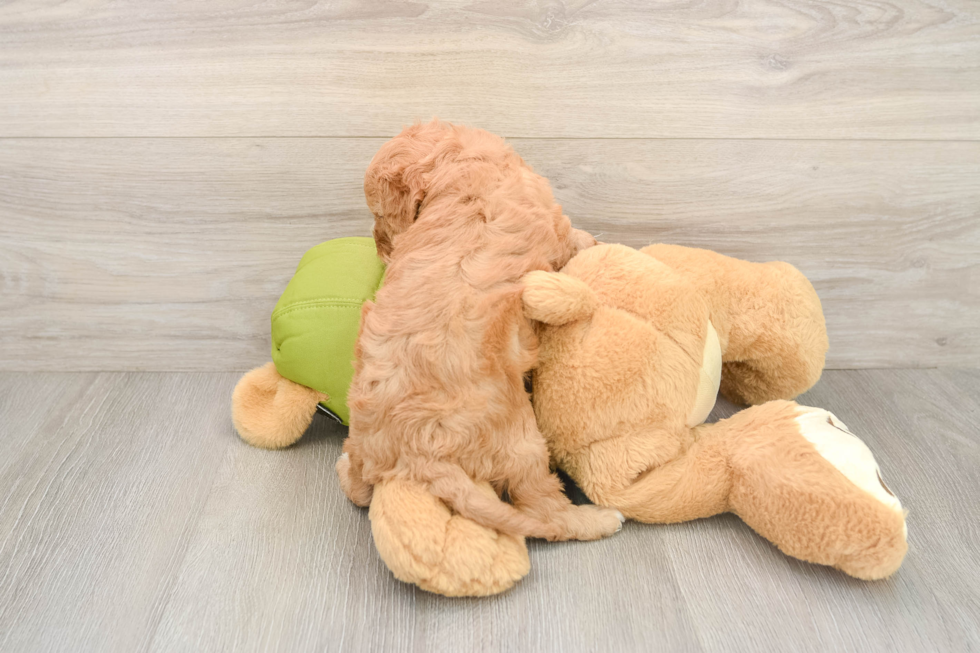 Hypoallergenic Cavadoodle Poodle Mix Puppy