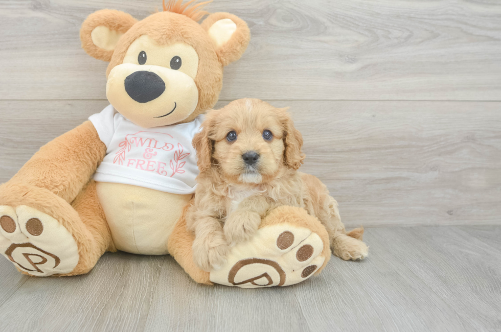 7 week old Cavapoo Puppy For Sale - Lone Star Pups