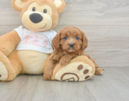 8 week old Cavapoo Puppy For Sale - Lone Star Pups