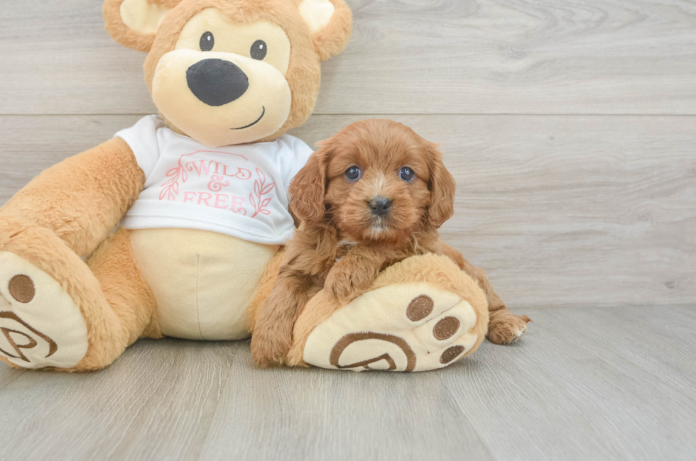 7 week old Cavapoo Puppy For Sale - Lone Star Pups