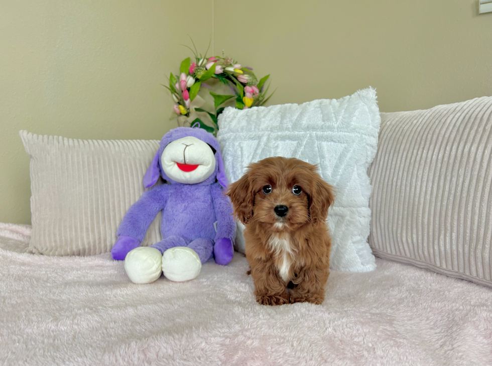 Cavapoo Puppy for Adoption