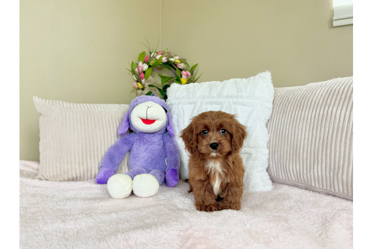 Best Cavapoo Baby