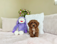 9 week old Cavapoo Puppy For Sale - Lone Star Pups