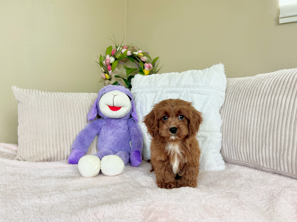 Best Cavapoo Baby