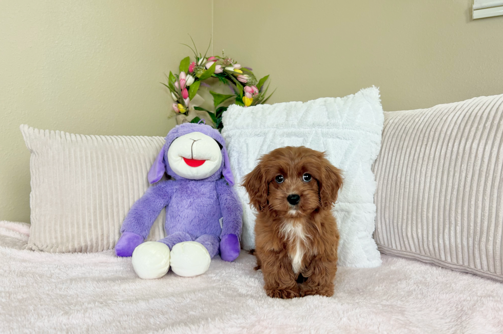 9 week old Cavapoo Puppy For Sale - Lone Star Pups
