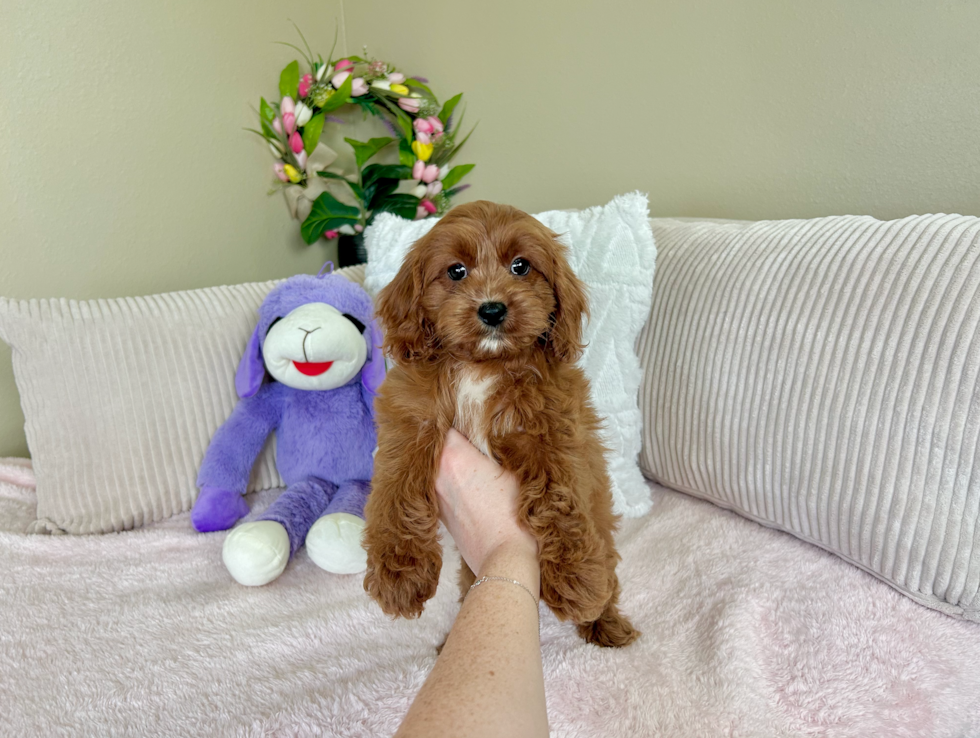 Best Cavapoo Baby