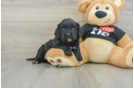 Sweet Cavapoo Baby