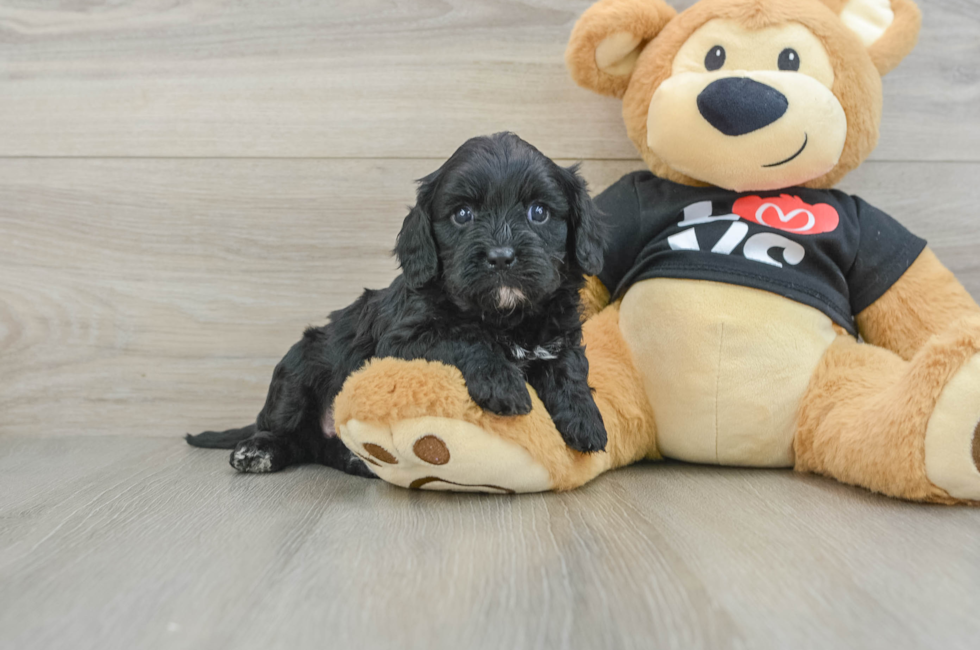 7 week old Cavapoo Puppy For Sale - Lone Star Pups