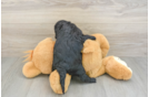 Little Cavipoo Poodle Mix Puppy