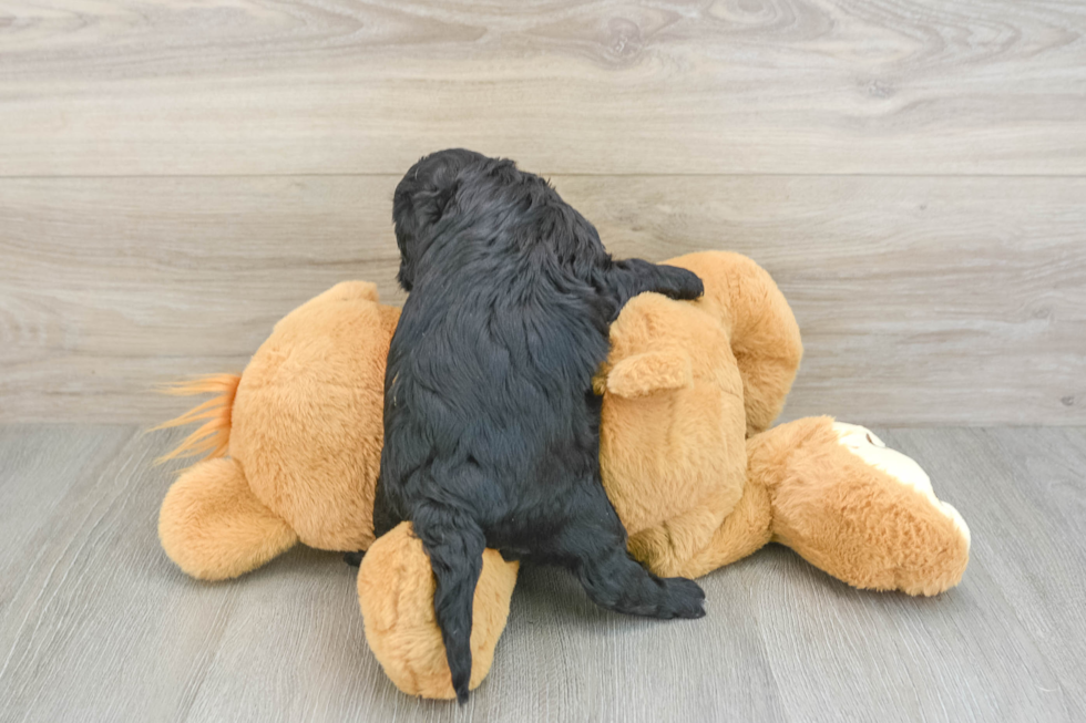 Little Cavipoo Poodle Mix Puppy