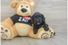Playful Cavapoodle Poodle Mix Puppy