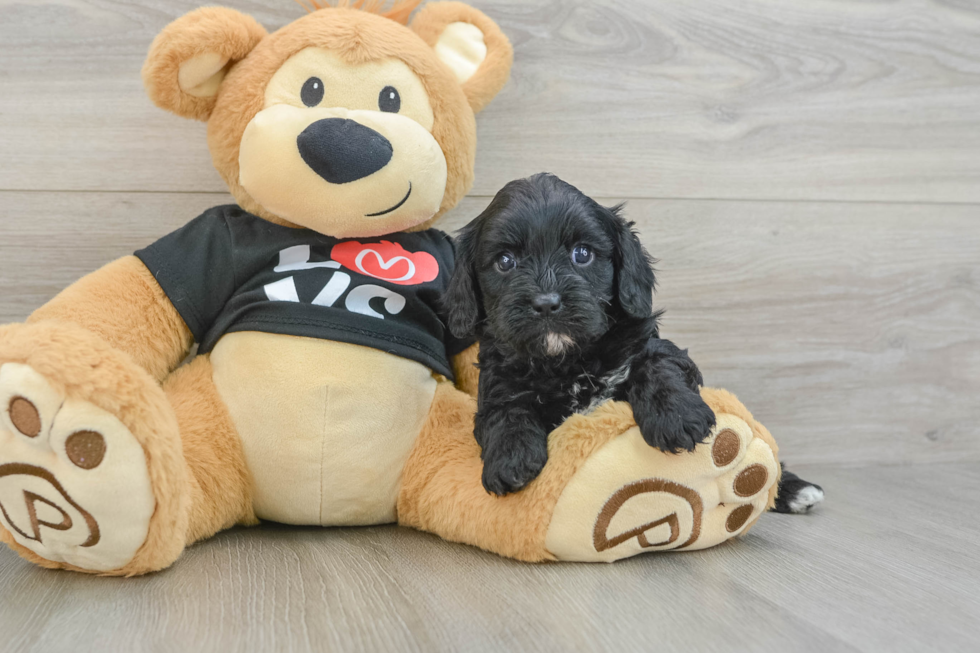 Playful Cavapoodle Poodle Mix Puppy