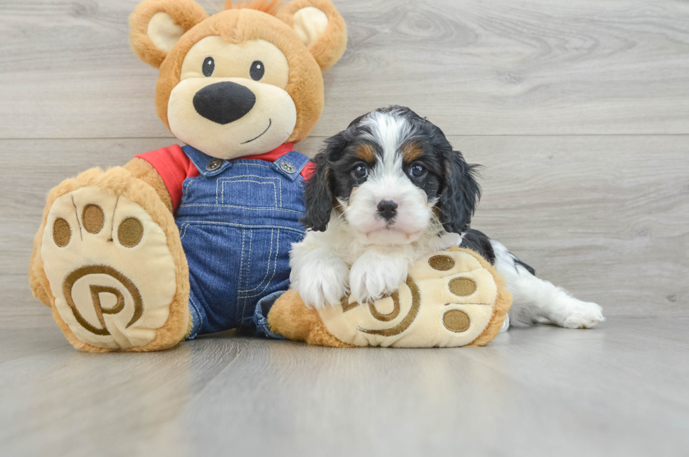 7 week old Cavapoo Puppy For Sale - Lone Star Pups