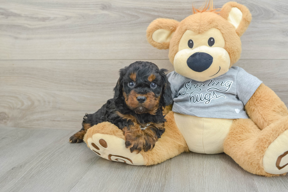 Cavapoo Pup Being Cute