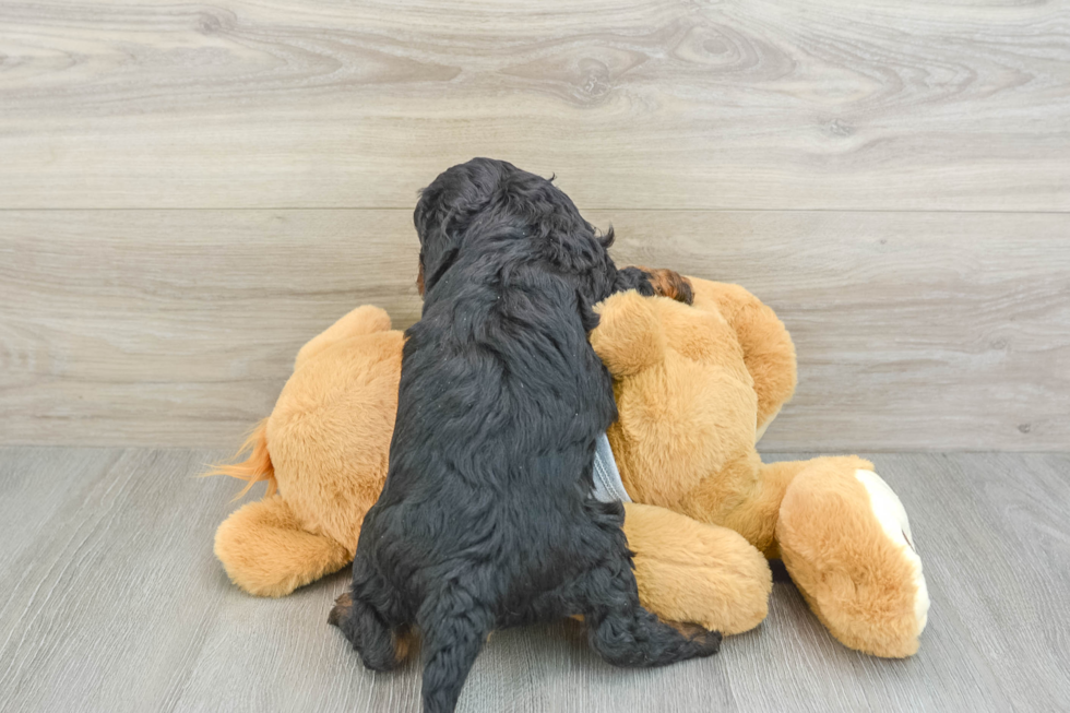 Cavapoo Puppy for Adoption