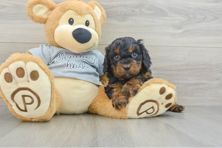 Cavapoo Puppy for Adoption