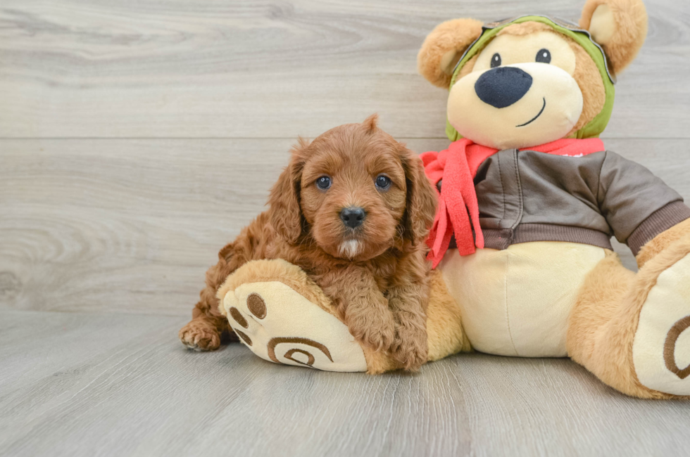 7 week old Cavapoo Puppy For Sale - Lone Star Pups