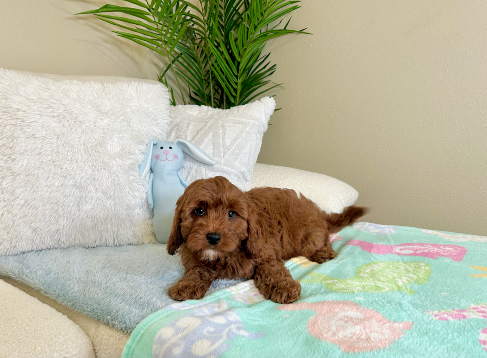 Best Cavapoo Baby