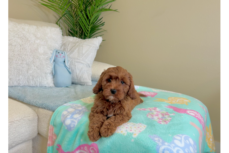 Cute Cavadoodle Poodle Mix Puppy
