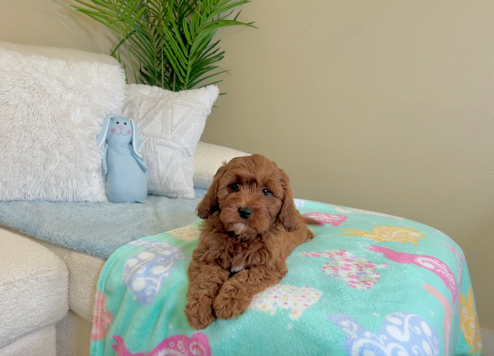 Cute Cavadoodle Poodle Mix Puppy