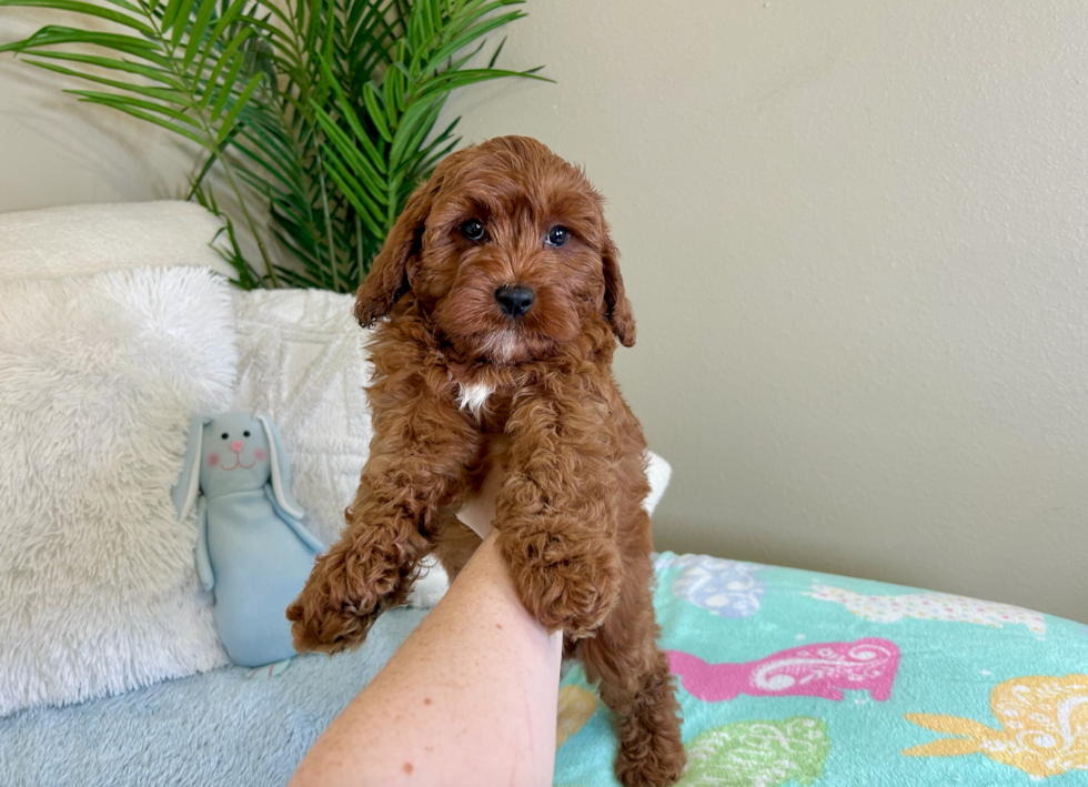 Cute Cavapoo Baby