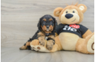 Small Cavapoo Baby
