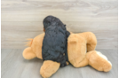 Cavapoo Puppy for Adoption