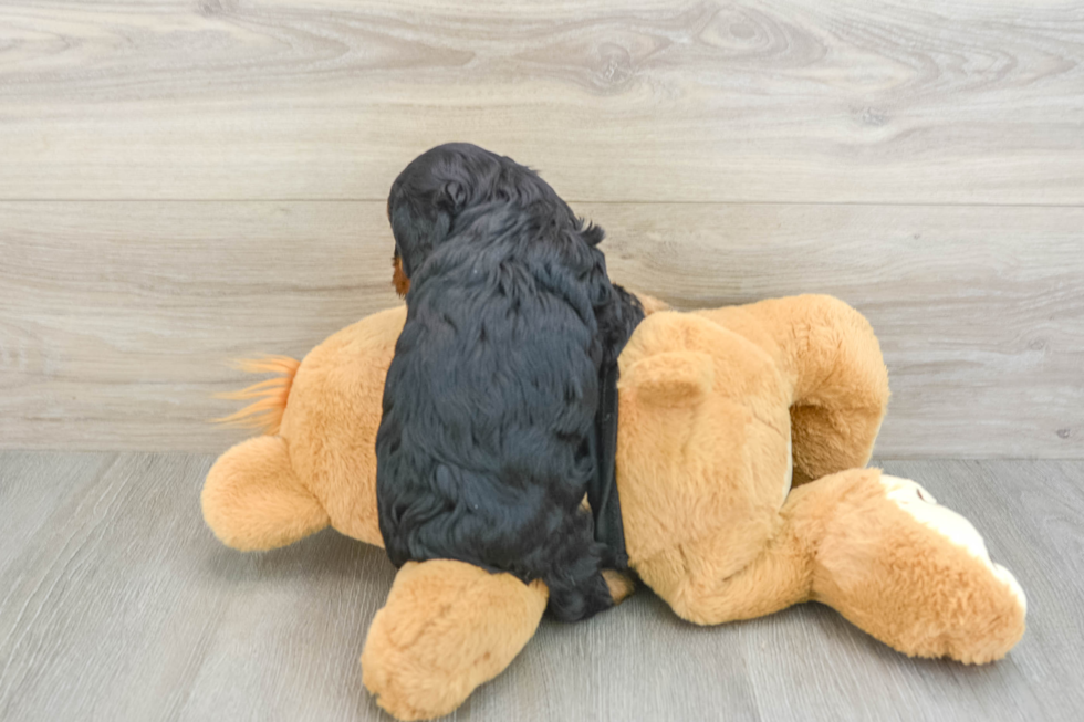 Cavapoo Puppy for Adoption