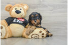 Smart Cavapoo Poodle Mix Pup