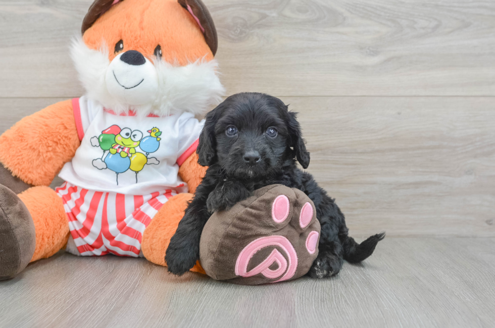 8 week old Cavapoo Puppy For Sale - Lone Star Pups
