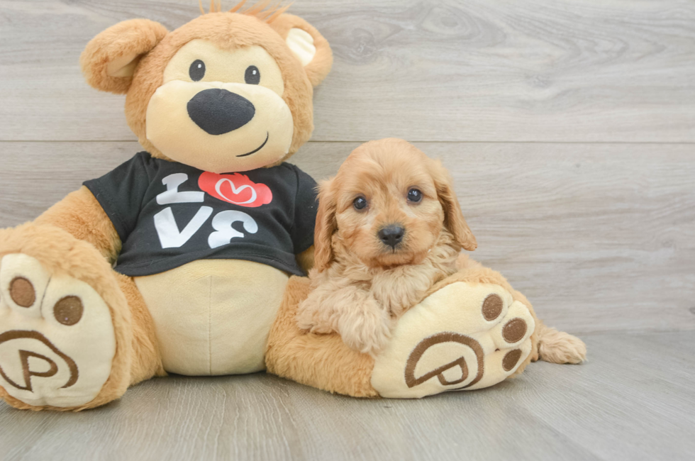 6 week old Cavapoo Puppy For Sale - Lone Star Pups