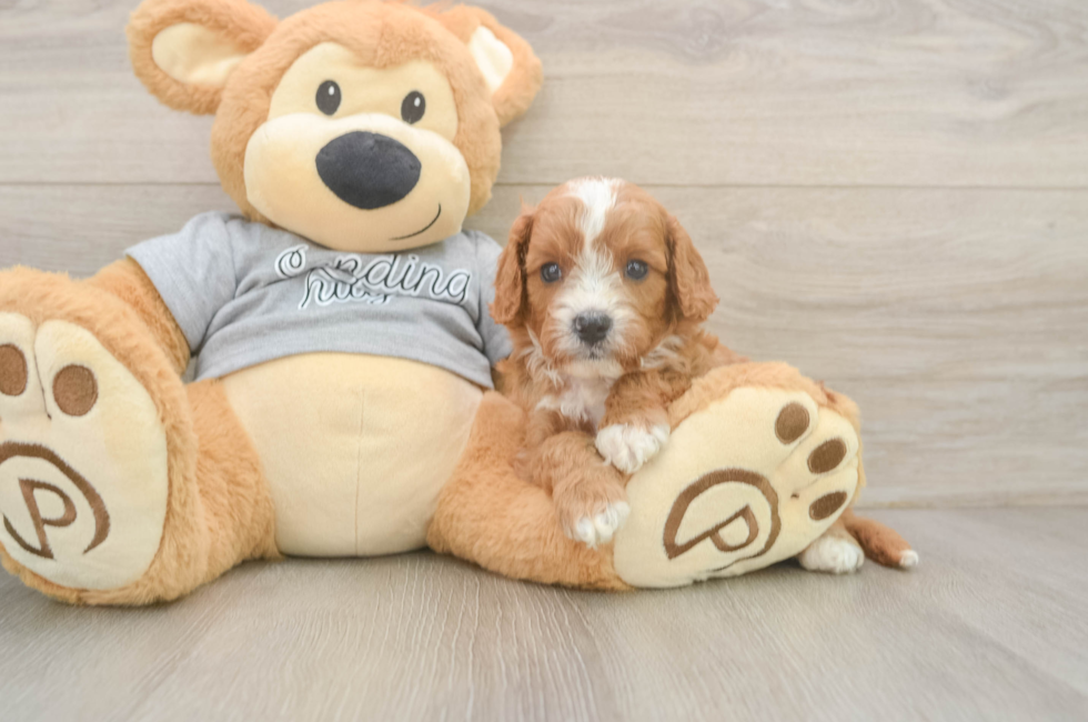 5 week old Cavapoo Puppy For Sale - Lone Star Pups