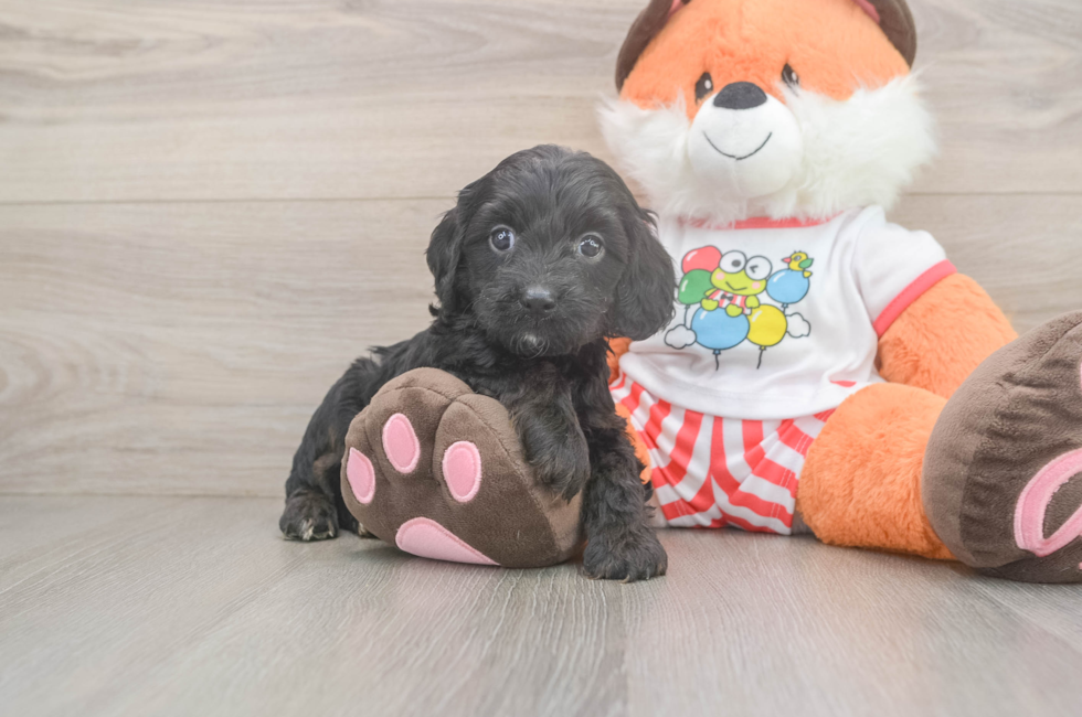 5 week old Cavapoo Puppy For Sale - Lone Star Pups