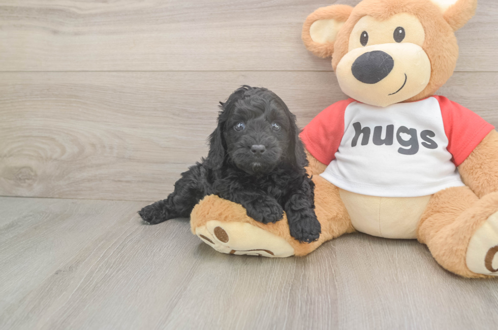 5 week old Cavapoo Puppy For Sale - Lone Star Pups