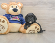 6 week old Cavapoo Puppy For Sale - Lone Star Pups