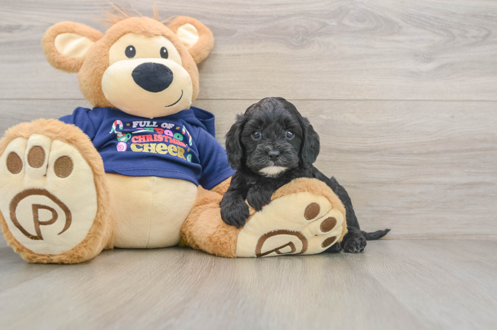 5 week old Cavapoo Puppy For Sale - Lone Star Pups
