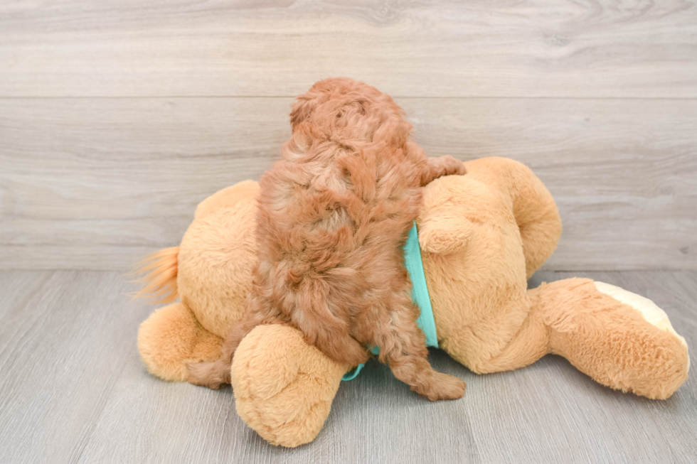 Cavapoo Pup Being Cute