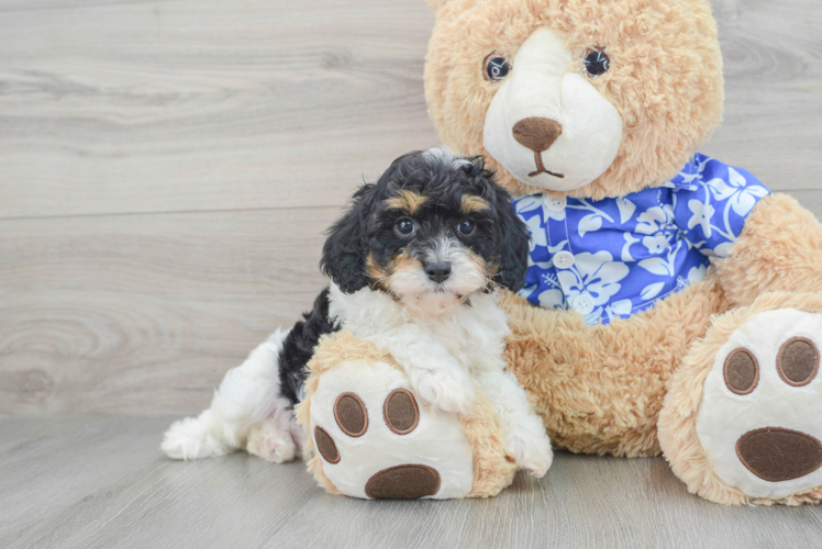 Little Cavoodle Poodle Mix Puppy