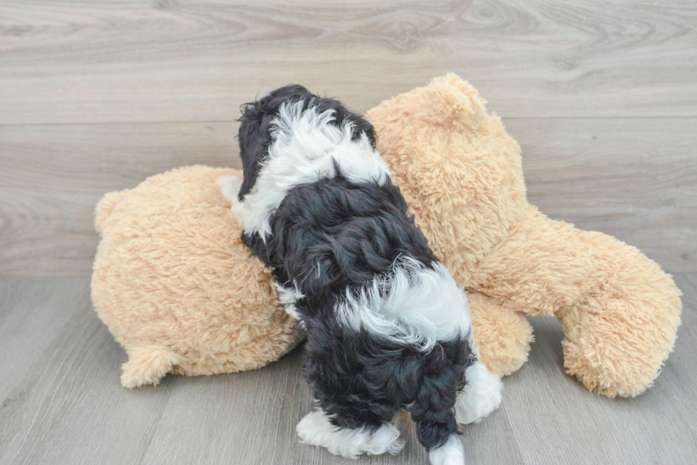 Smart Cavapoo Poodle Mix Pup
