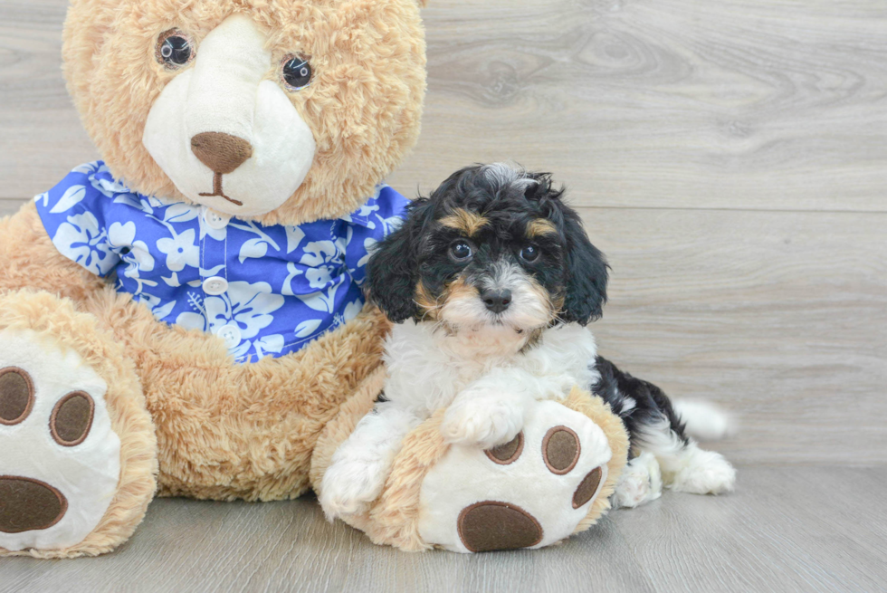 Sweet Cavapoo Baby
