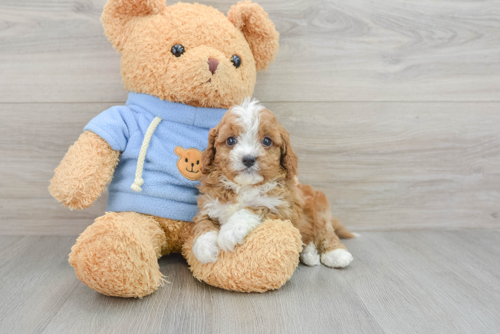 Smart Cavapoo Poodle Mix Pup