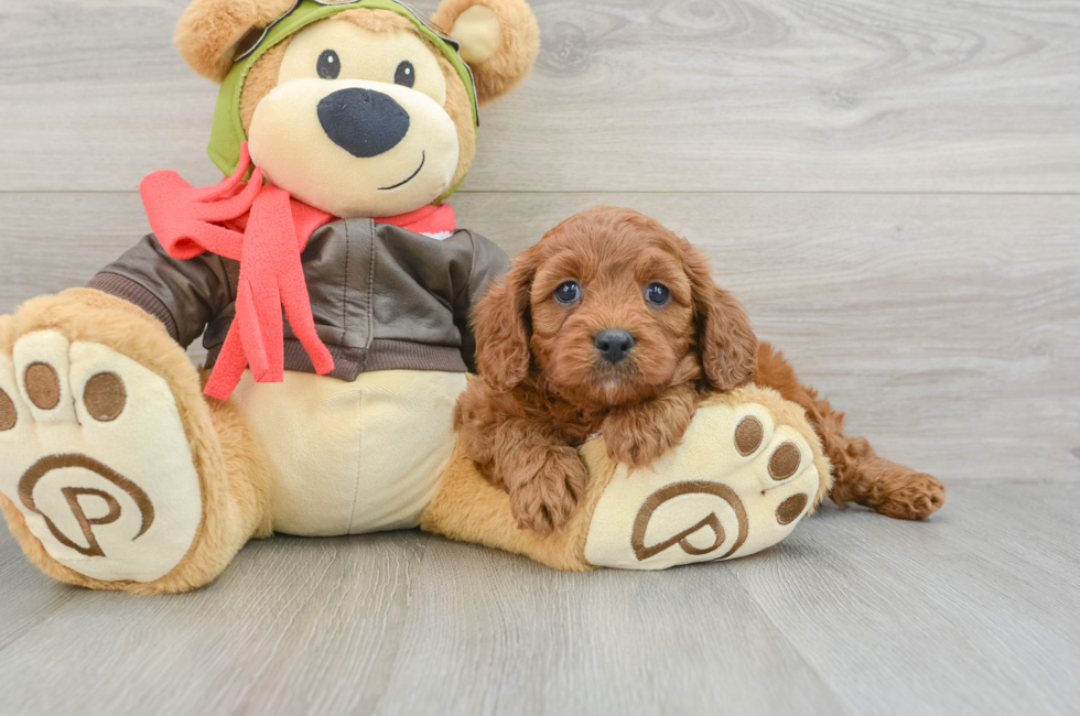 5 week old Cavapoo Puppy For Sale - Lone Star Pups