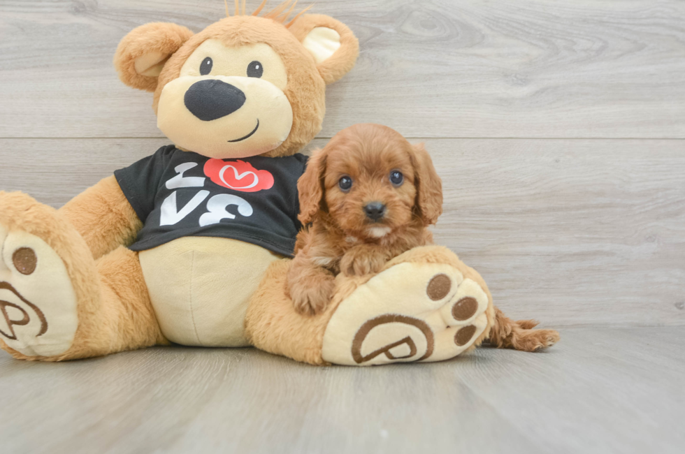 6 week old Cavapoo Puppy For Sale - Lone Star Pups