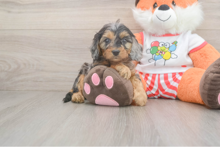 Best Cavapoo Baby