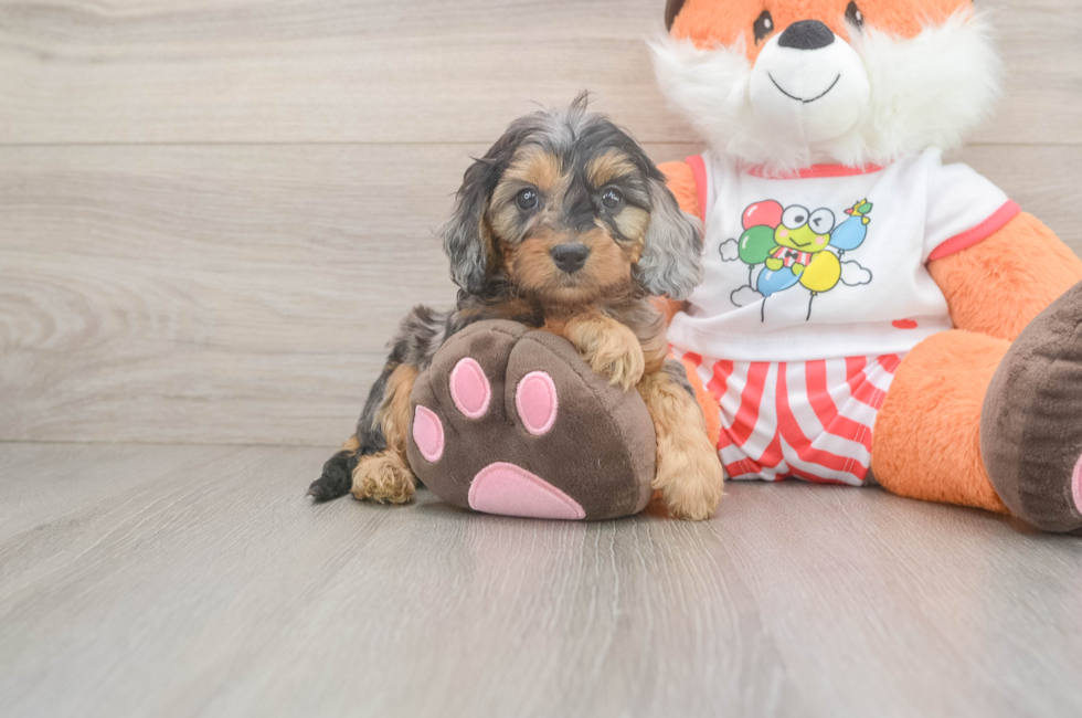5 week old Cavapoo Puppy For Sale - Lone Star Pups