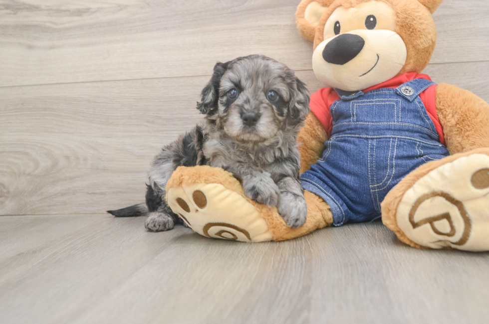 5 week old Cavapoo Puppy For Sale - Lone Star Pups