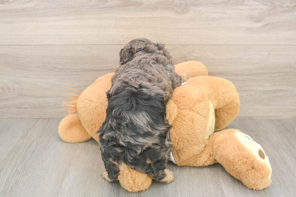 Sweet Cavapoo Baby