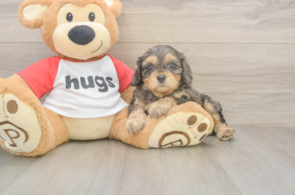 5 week old Cavapoo Puppy For Sale - Lone Star Pups
